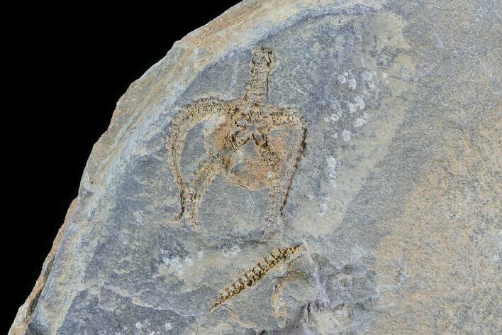 Detailed Ordovician Brittle Star (Ophiura) - Morocco #80252